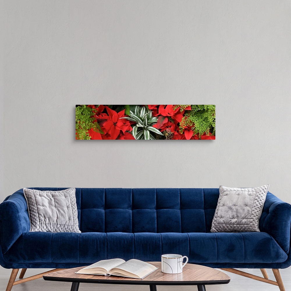A modern room featuring Close-up of Poinsettia flowers with leaves