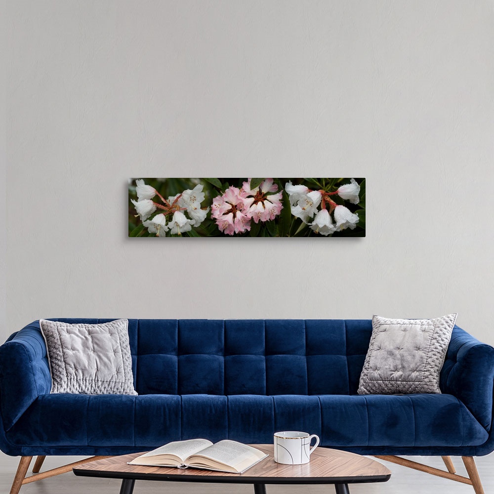 A modern room featuring Close-up of raindrops on Rhododendron flowers