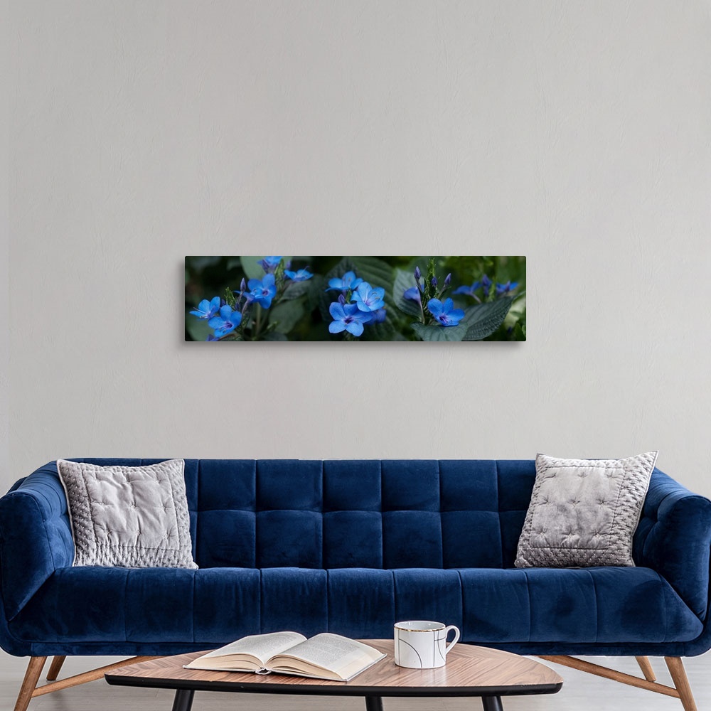A modern room featuring Close-up of winter blue flowers