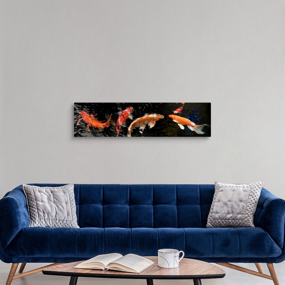 A modern room featuring Colorful Koi fish swimming underwater