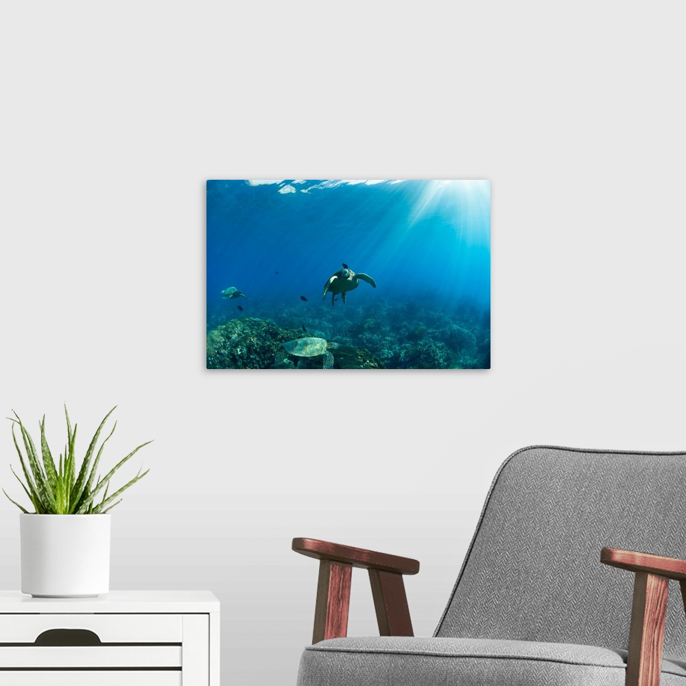 A modern room featuring Endangered Green Sea turtles over coral reef in the Pacific Ocean, Hawaii, USA