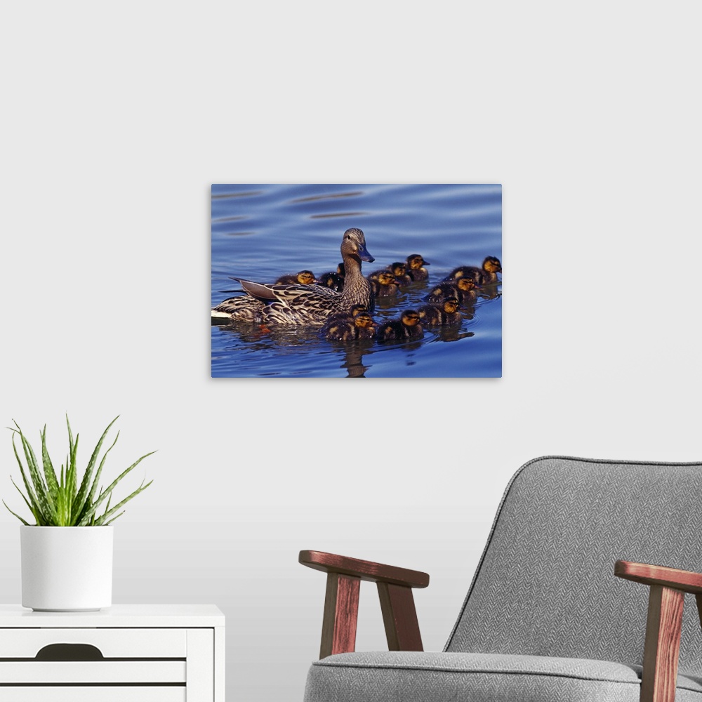 A modern room featuring Female mallard duck with chicks on water, Ohio