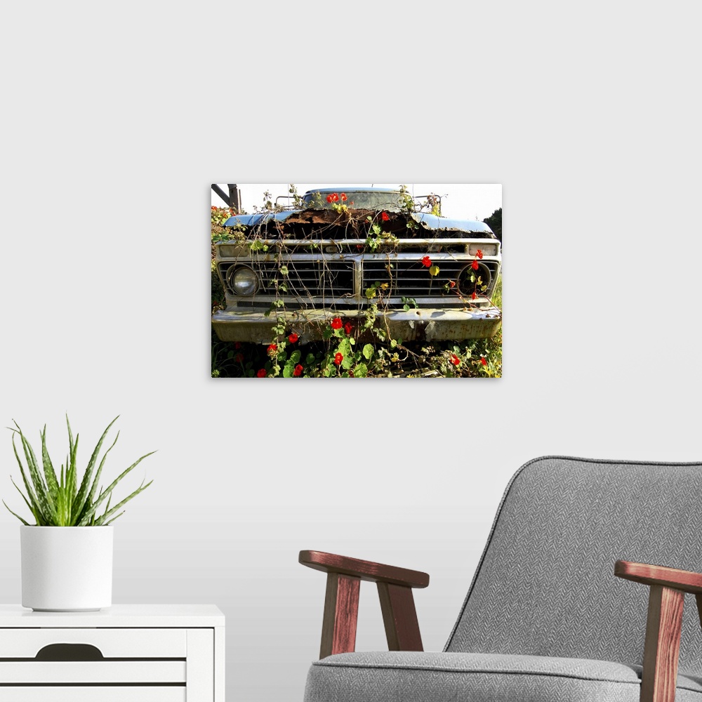 A modern room featuring Flowering creepers growing on an abandoned car