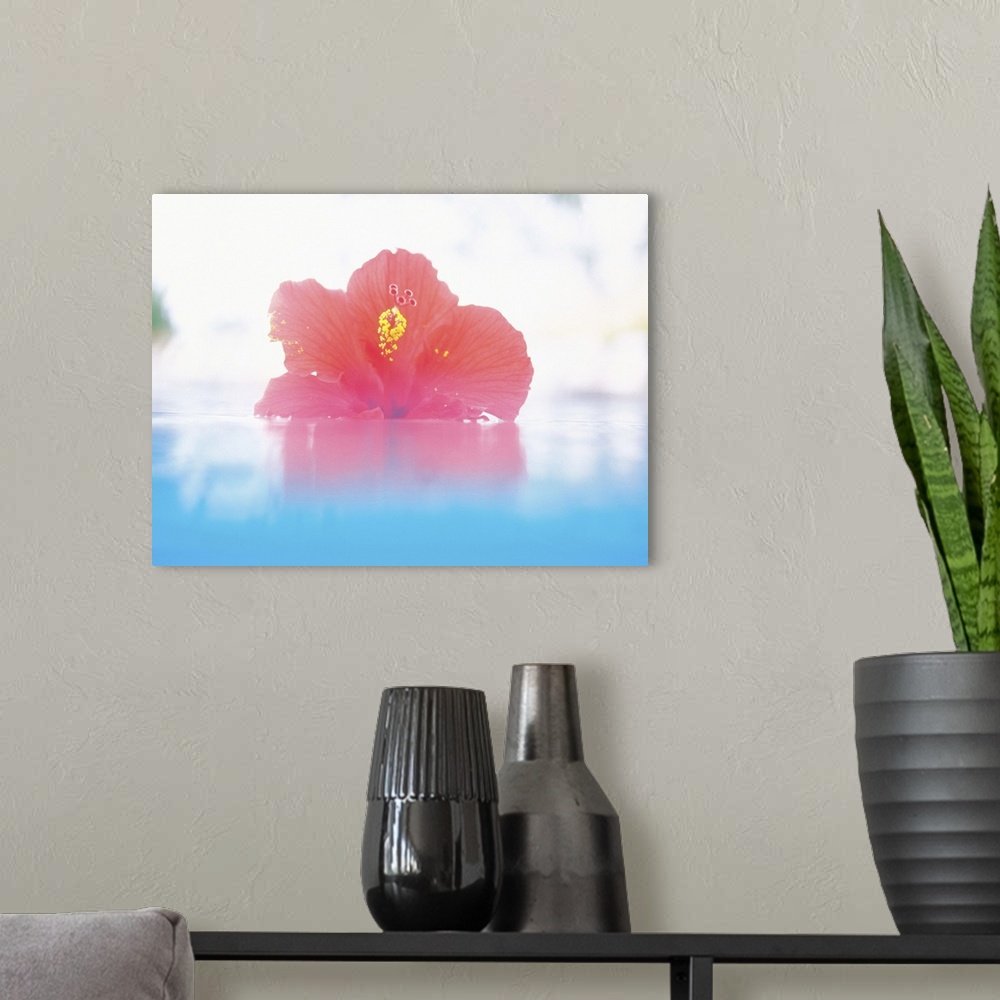 A modern room featuring Hibiscus floating in water