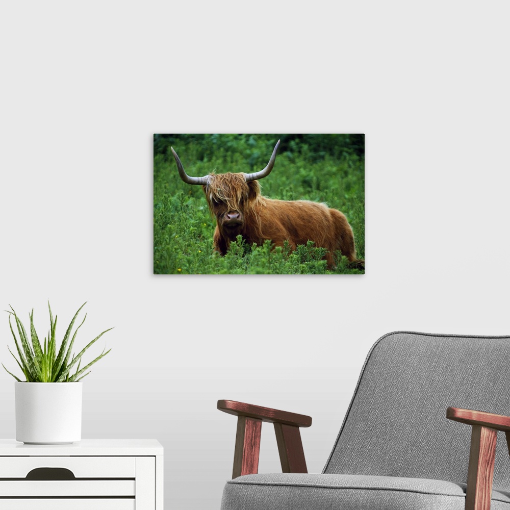 A modern room featuring Highland cow in meadow, Scottish Highlands, Scotland.