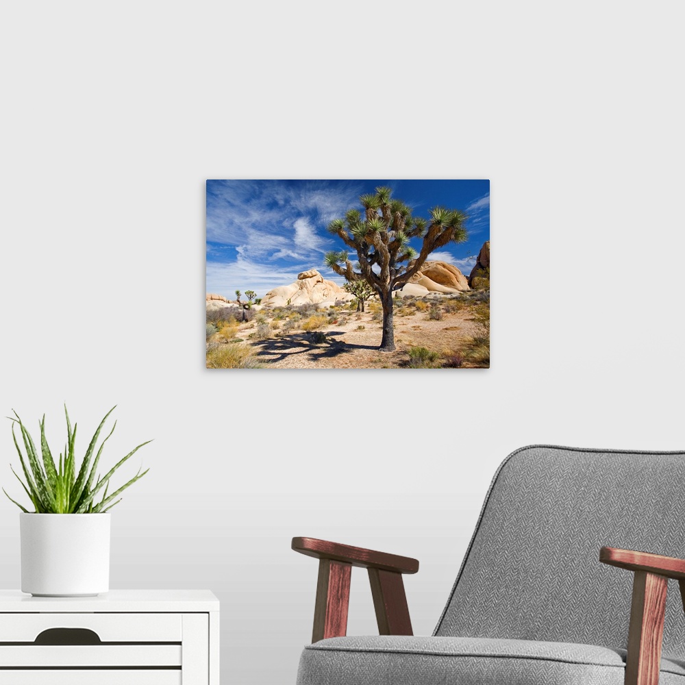 A modern room featuring Large photograph emphasizes a lone tree sitting within a desert landscape of California.  Surroun...