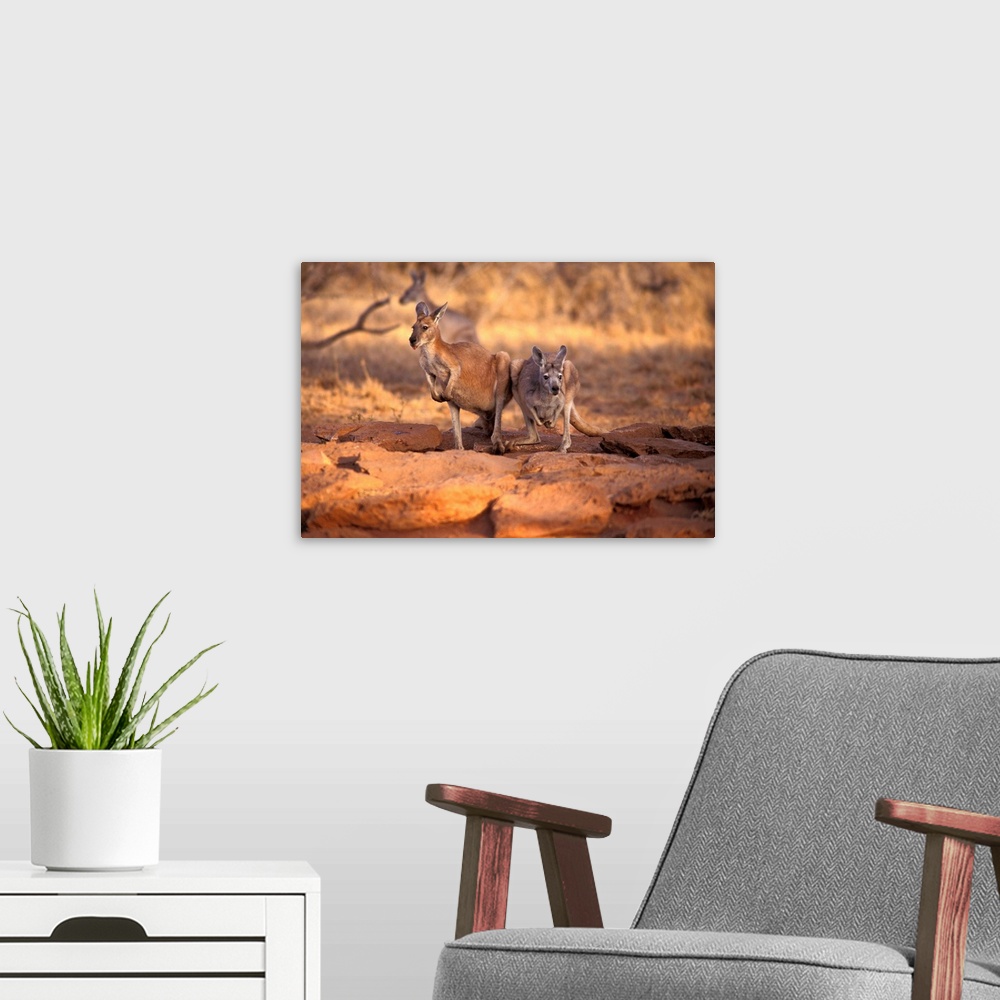 A modern room featuring Kangaroos in the Desert