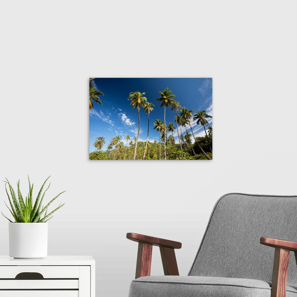 A modern room featuring Low angle view of palm trees, Moorea, Tahiti, French Polynesia