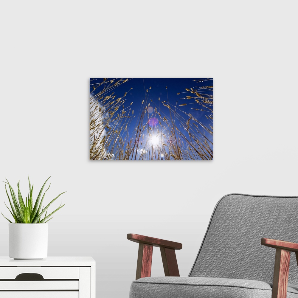 A modern room featuring Low angle view of sunstar through grasses, blue sky.