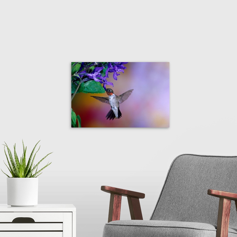 A modern room featuring Male Ruby-throated Hummingbird (Archilochus colubris) on Black and Blue Salvia (Salvia guaranitic...