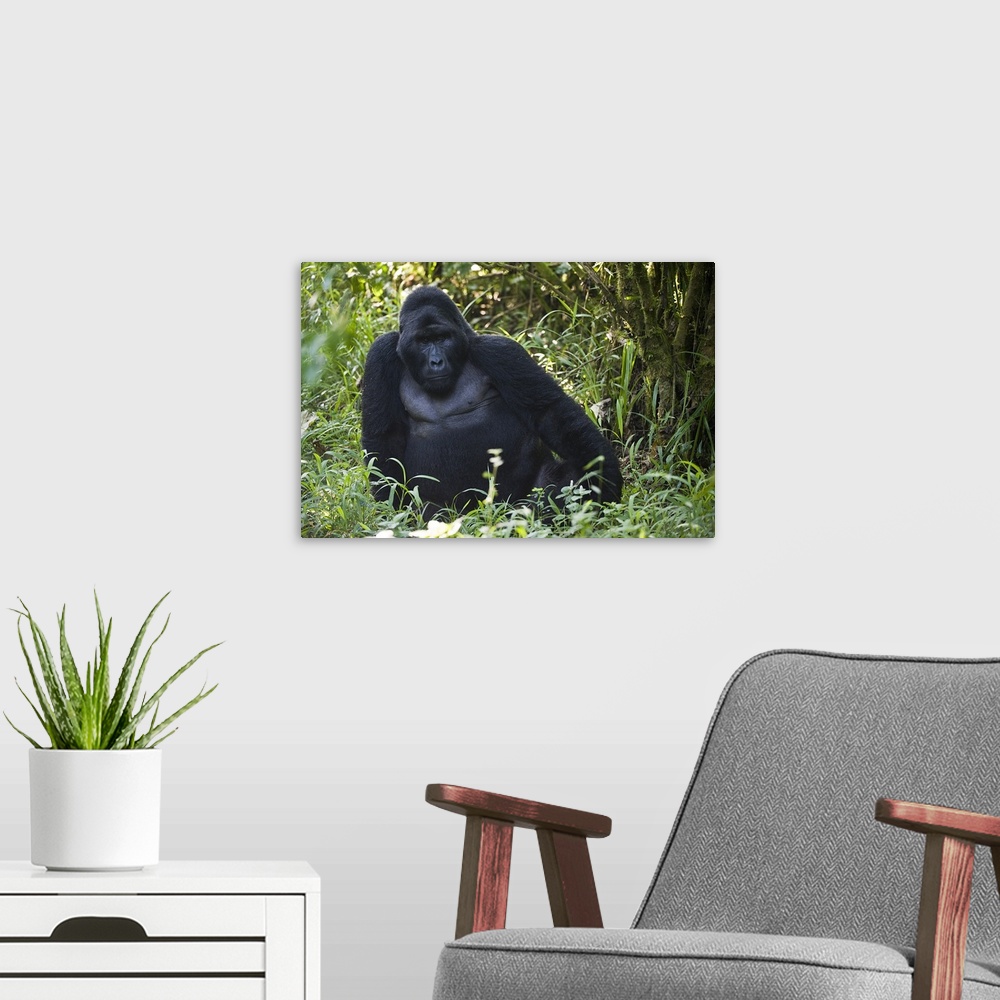 A modern room featuring Mountain gorilla (Gorilla beringei beringei) in a forest
