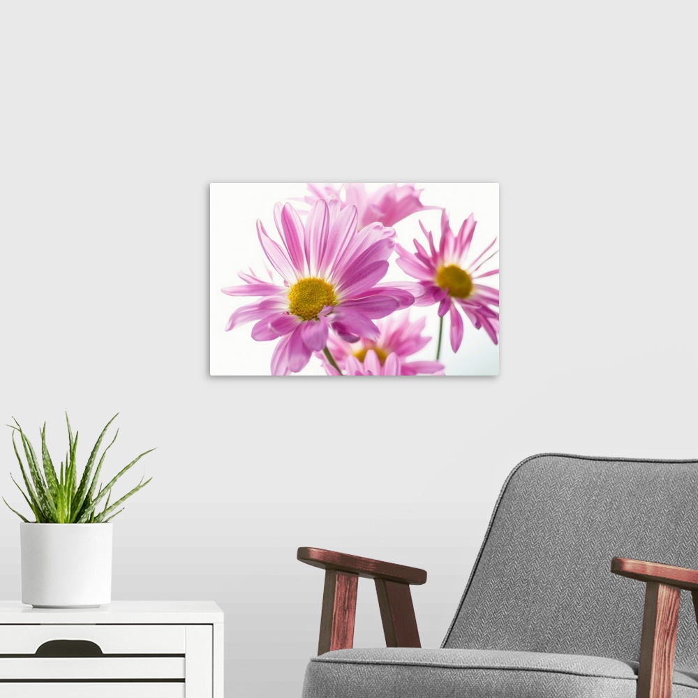 A modern room featuring Mums flowers against white background.