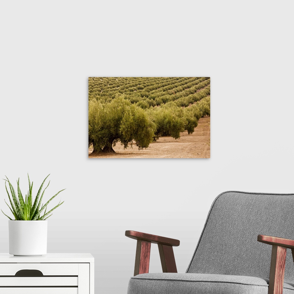 A modern room featuring Olive trees in a field, Jaen, Jaen Province, Andalusia, Spain