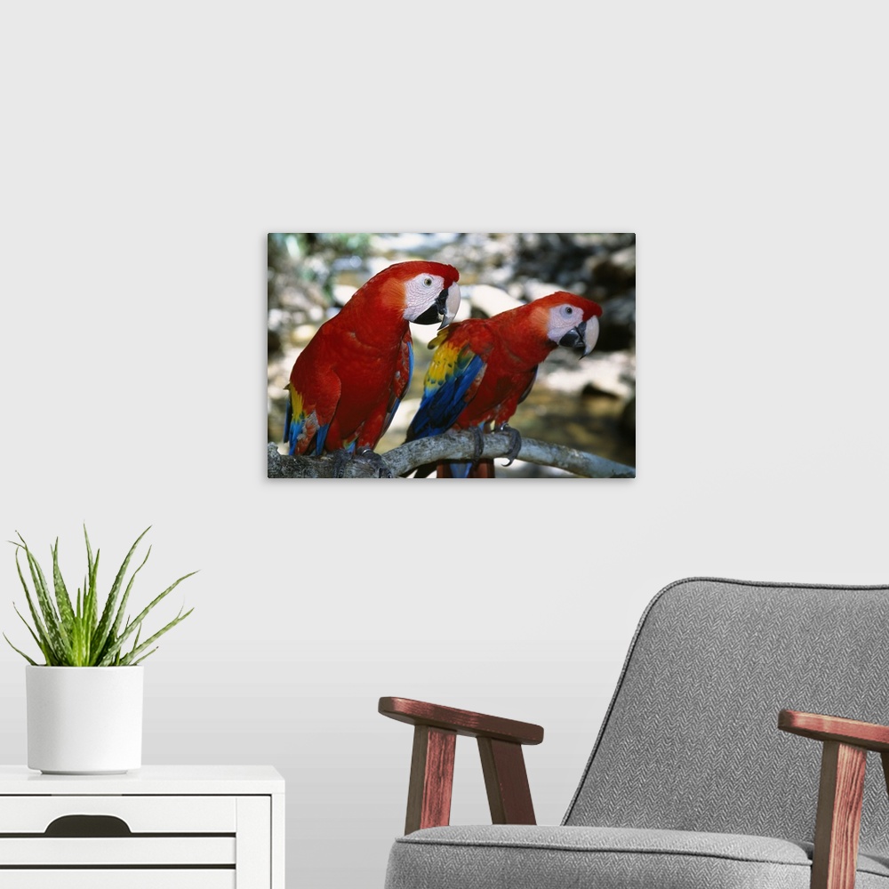 A modern room featuring Pair of scarlet macaws on branch, Honduras.
