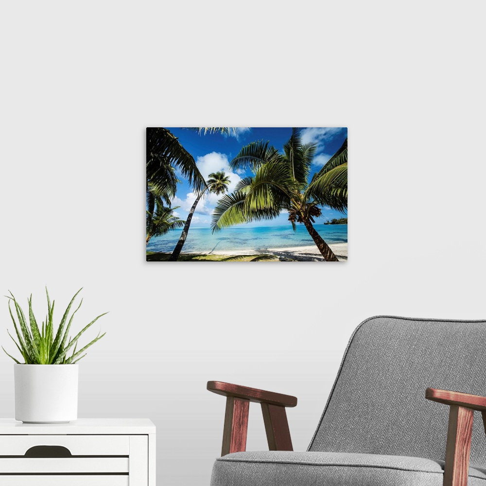 A modern room featuring Palm trees on the beach, Bora Bora, Society Islands, French Polynesia