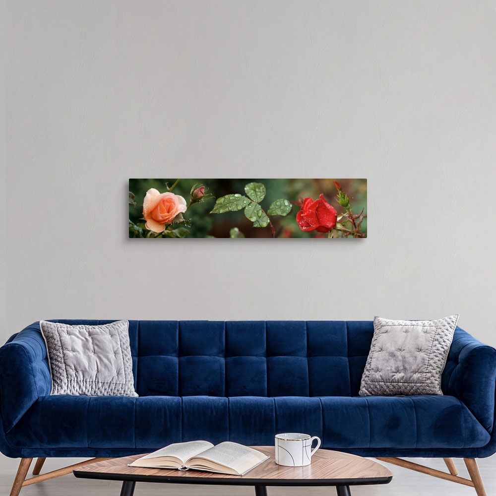 A modern room featuring Raindrop on Rose flowers and leaves
