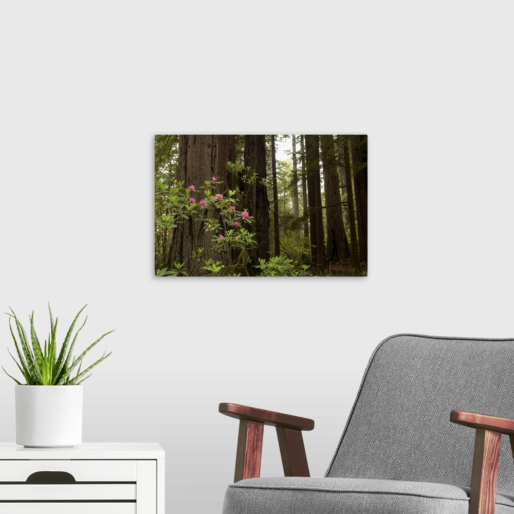 A modern room featuring Redwoods and flowers in Del Norte Coast Redwoods State Park, California