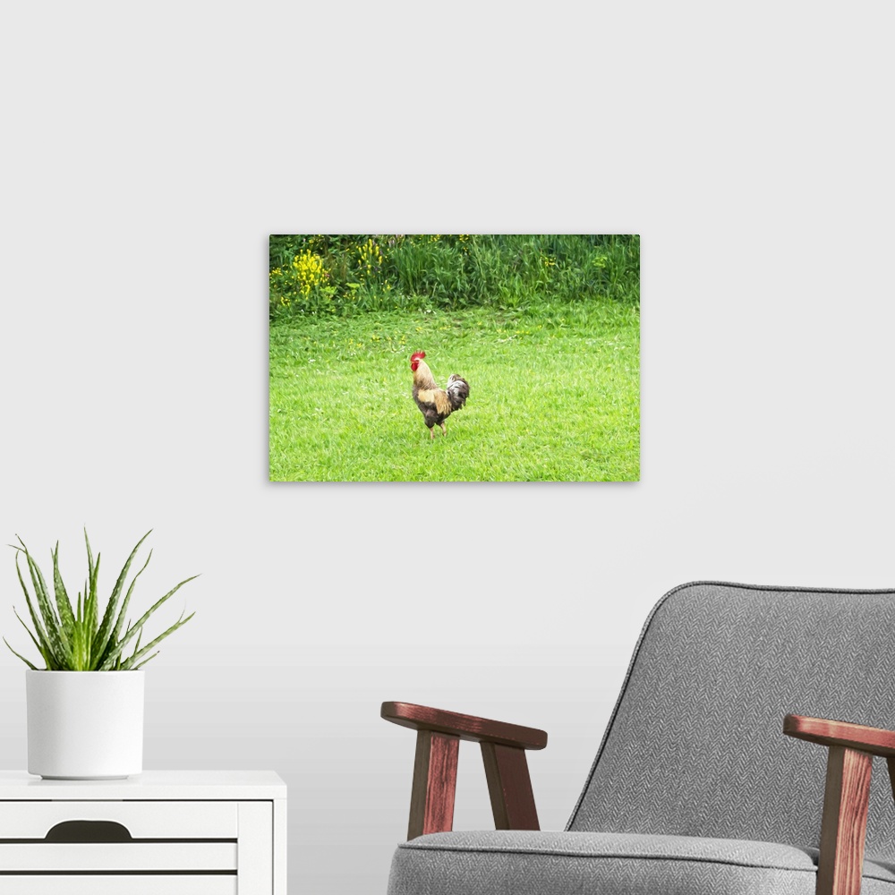 A modern room featuring Rooster in grassy field