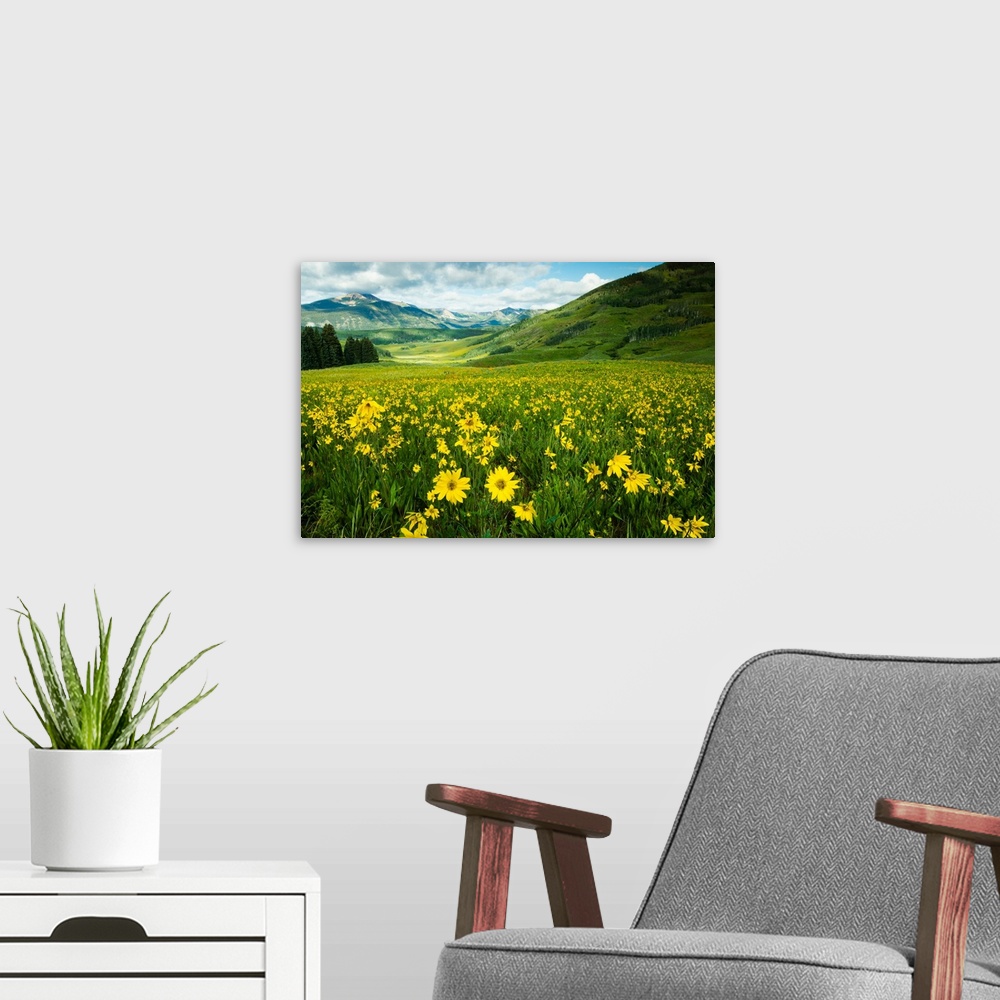 A modern room featuring Scenic view of wildflowers in a field, Crested Butte, Colorado, USA