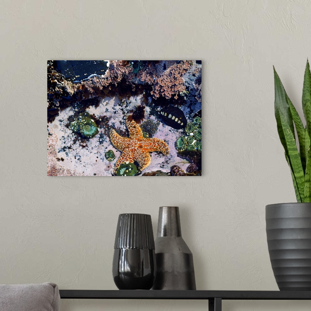 Sea Creatures In Tide Pool Wall Art, Canvas Prints, Framed Prints, Wall ...