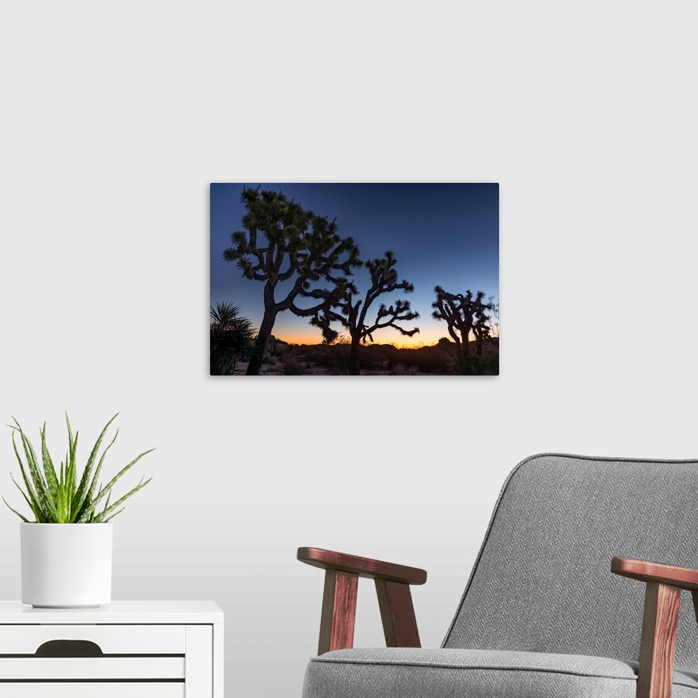 A modern room featuring Silhouette of Joshua trees, Joshua Tree National Park, California, USA
