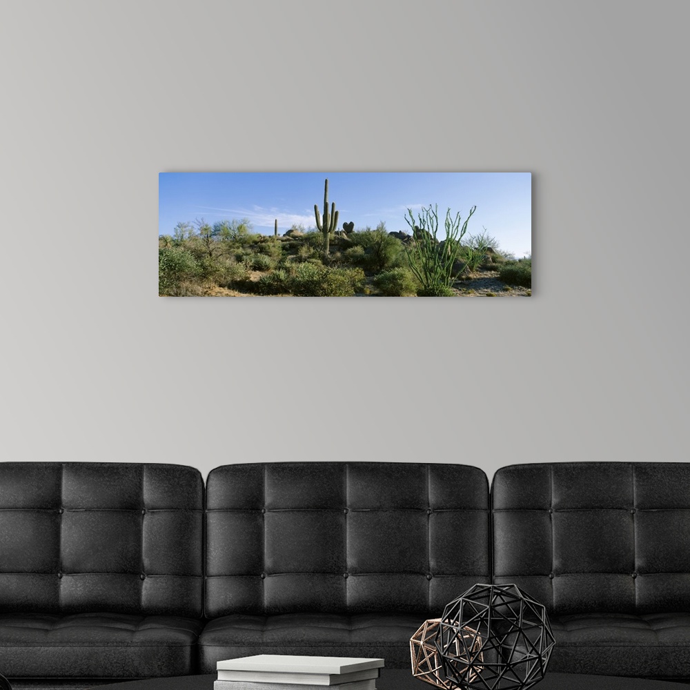 Sonoran Desert Saguaro Cactus Arizona Wall Art, Canvas Prints, Framed ...