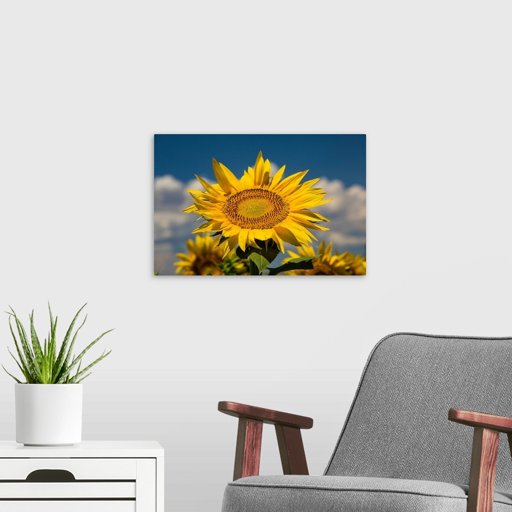 A modern room featuring Sunflower growing in a field