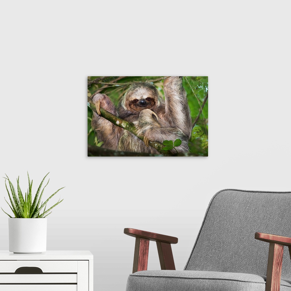 A modern room featuring Three-Toed Sloth, Sarapiqui, Costa Rica