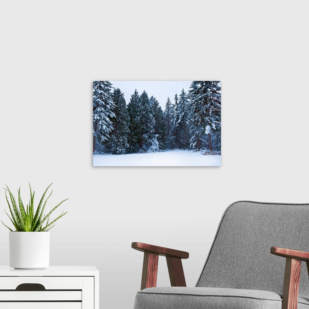 A modern room featuring Trees along a snow covered road in a forest, Washington State