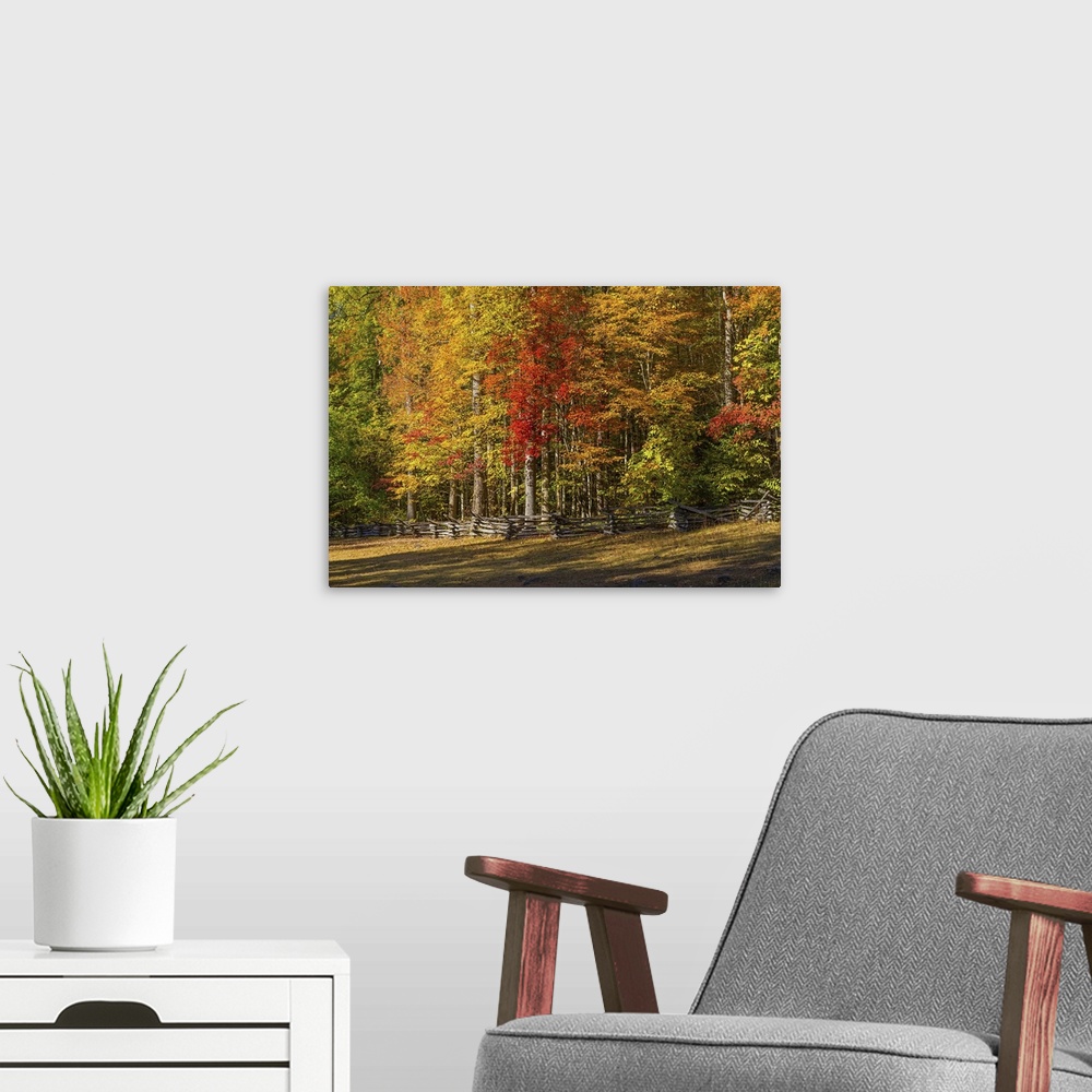 A modern room featuring Trees in a forest, Roaring Fork Motor Nature Trail, Great Smoky Mountains National Park, Tennesse...