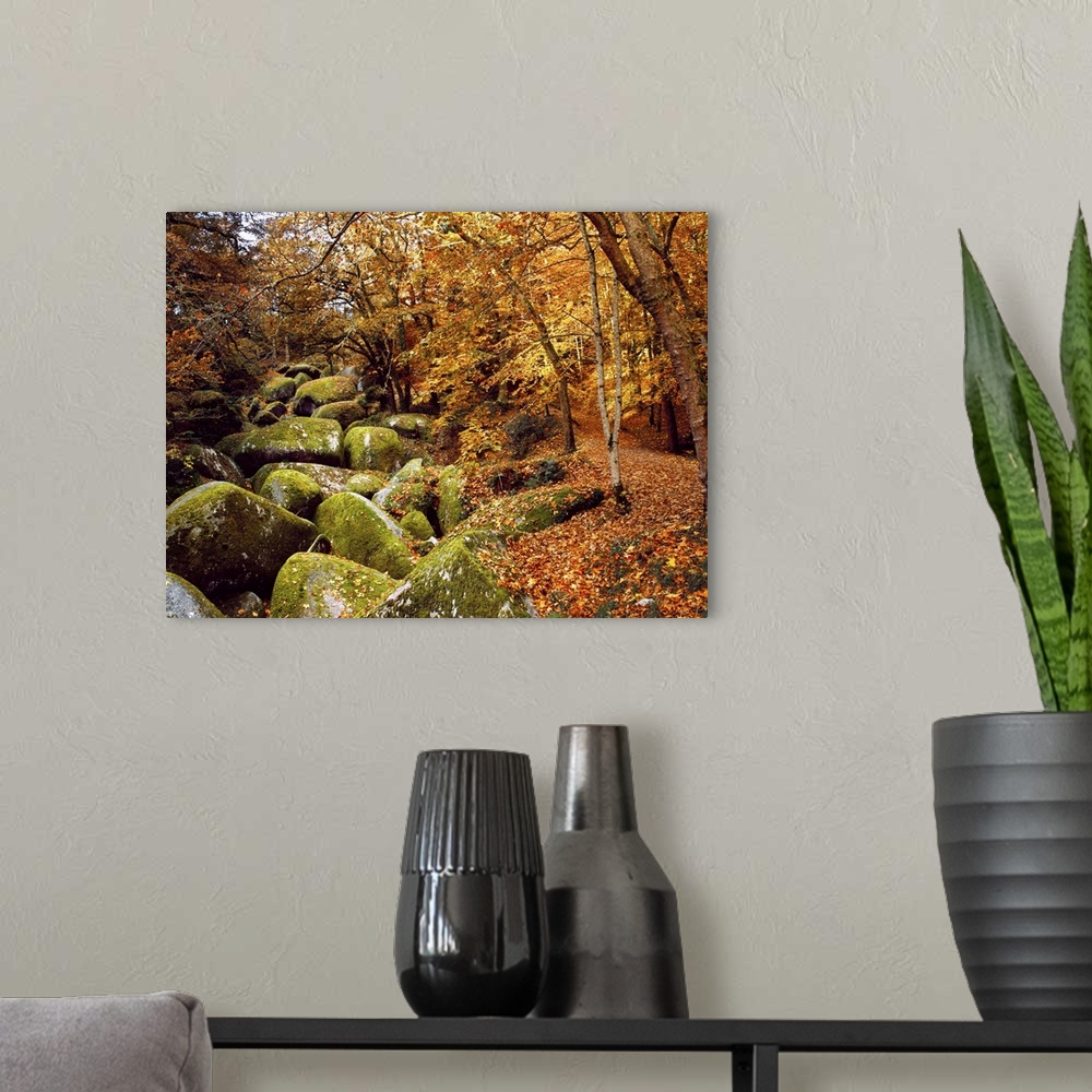 A modern room featuring Trees with granite rocks at Huelgoat forest in autumn, Finistere, Brittany, France