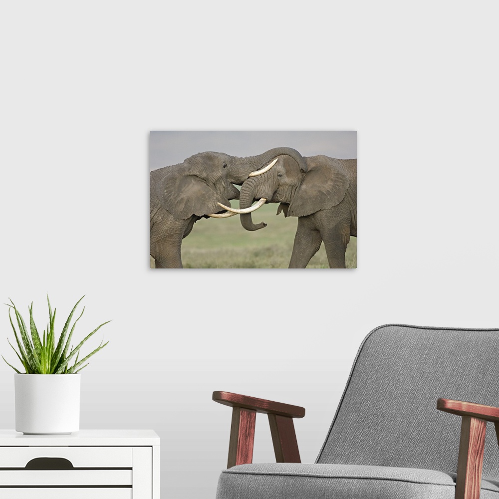 A modern room featuring Photograph of two large animals fighting with their trunks.