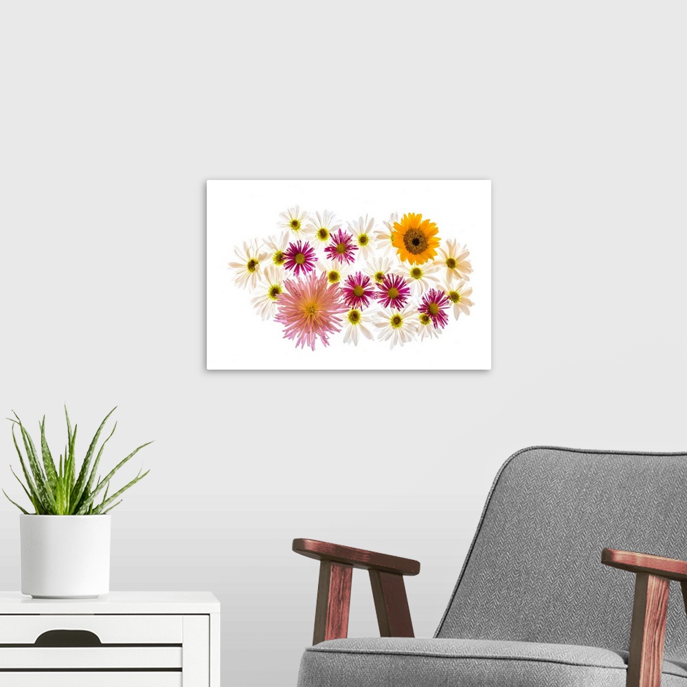 A modern room featuring Variety of flowers against white background.