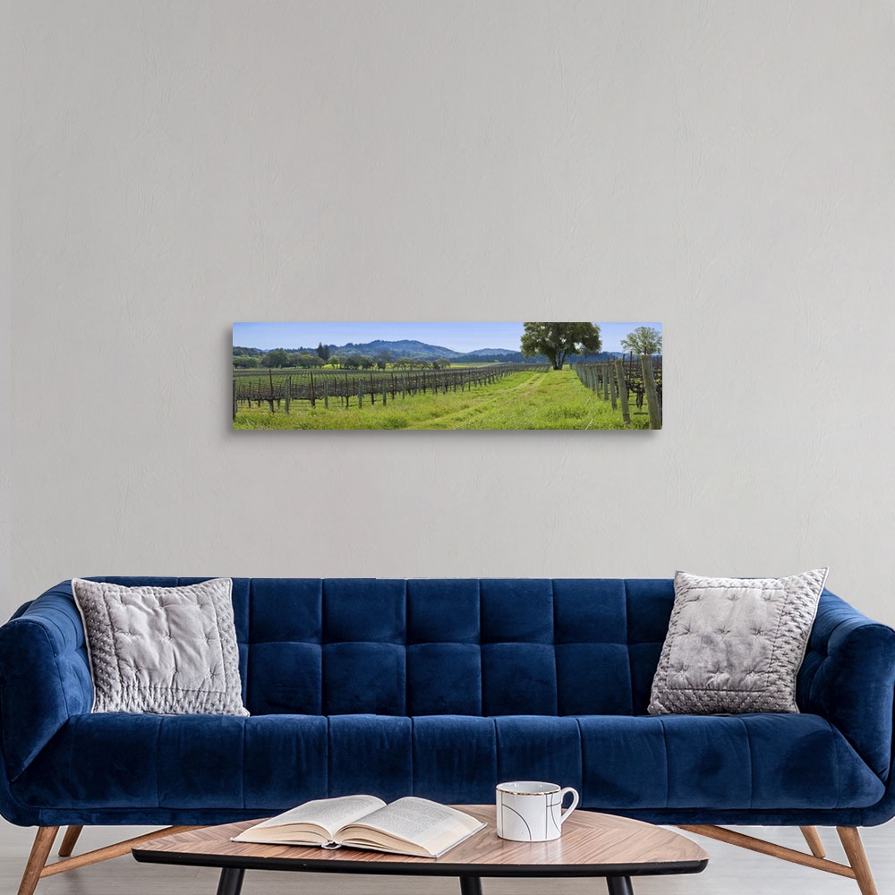 A modern room featuring Vineyard in Sonoma Valley, California