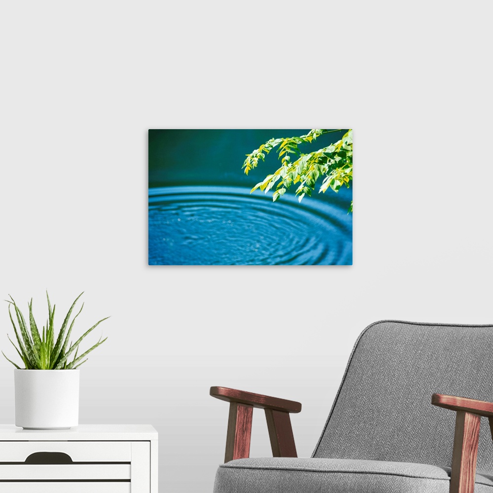 A modern room featuring Water ripples and leaves