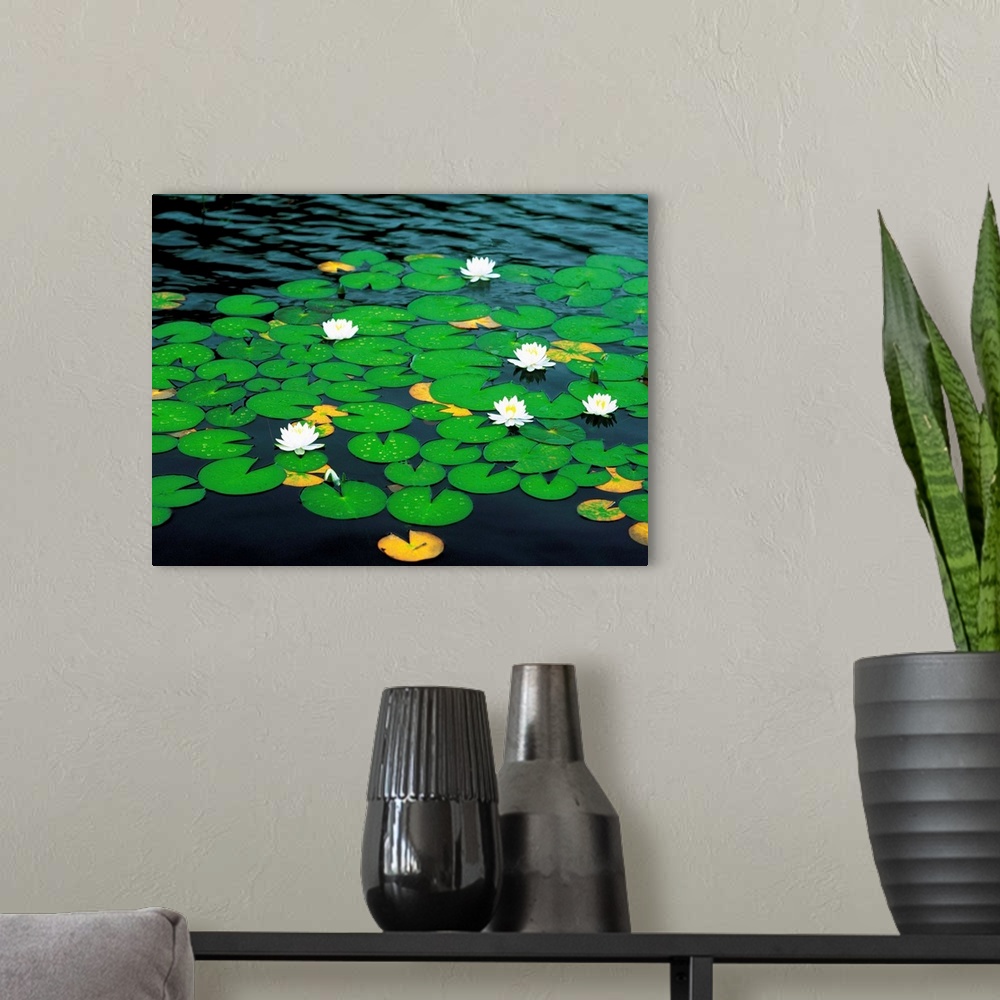 A modern room featuring White water lily's floating on lily pads