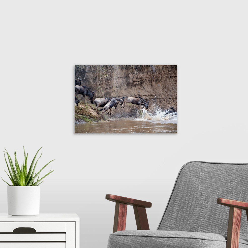A modern room featuring Wildebeests crossing a river, Mara River, Masai Mara National Reserve, Kenya