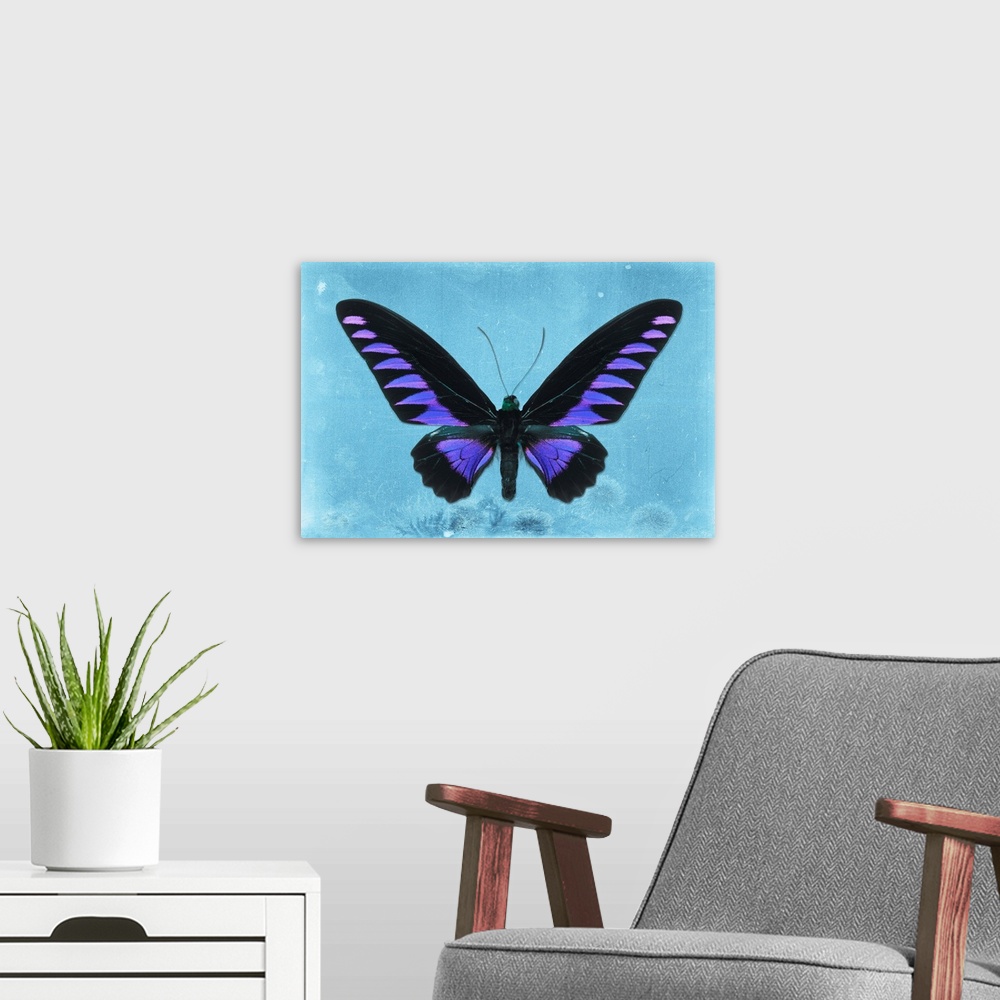 A modern room featuring Photograph of a butterfly on a blue sparkly background.