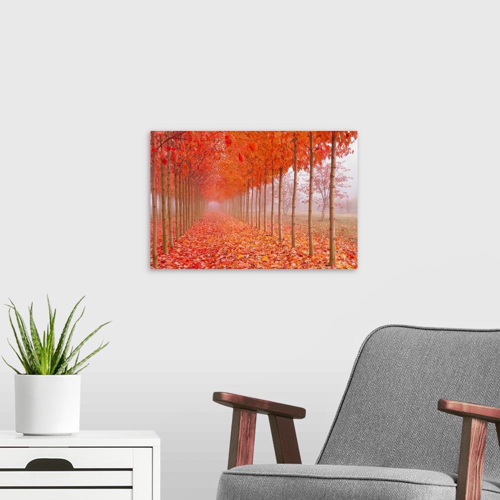 A modern room featuring Perfect rows of thin trees along a walkway covered in bright orange fall leaves.