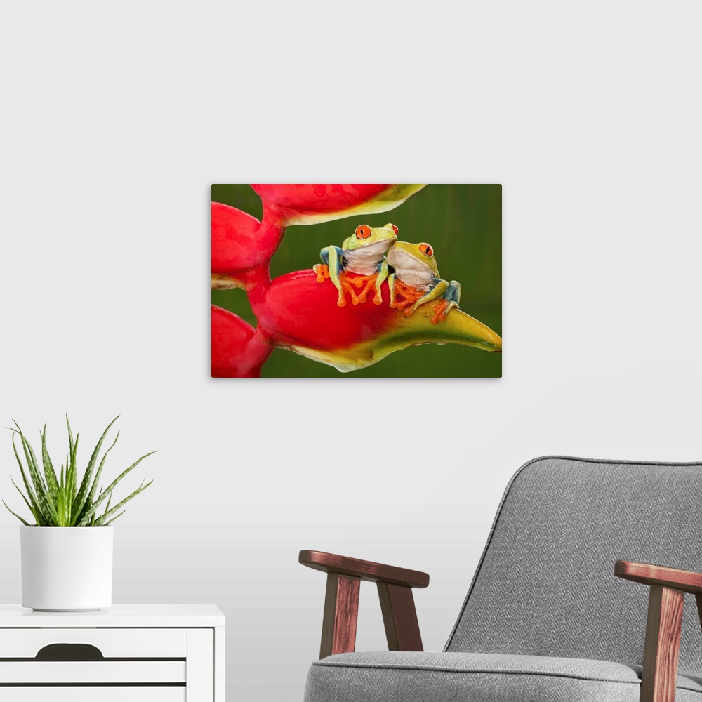 A modern room featuring Two red-eyed tree frogs sitting on a heliconia flower.