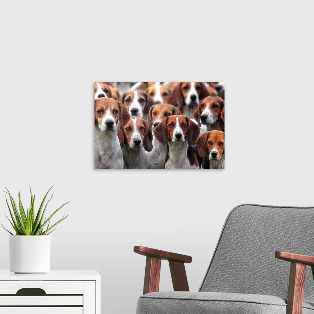 A modern room featuring Pack Of Hounds