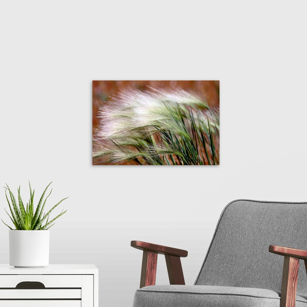 A modern room featuring From the National Geographic Collection, a close-up photograph shows a small group of high grass ...