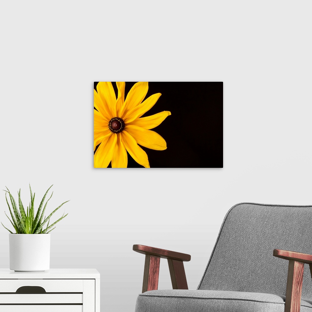 A modern room featuring Photograph of a bright yellow Black Eyed Susan flower on a black background.