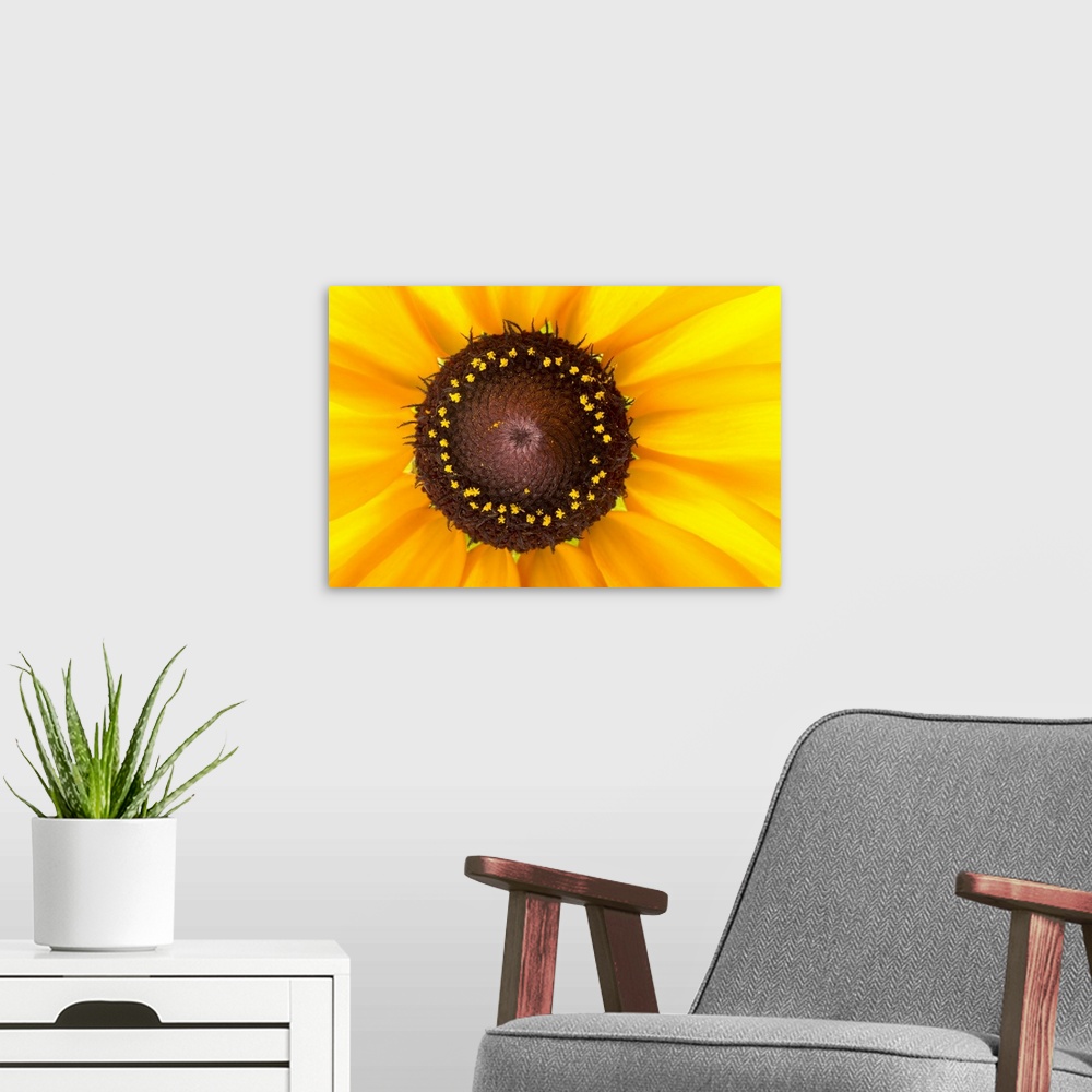 A modern room featuring Close up photograph of a bright yellow Black Eyed Susan flower.