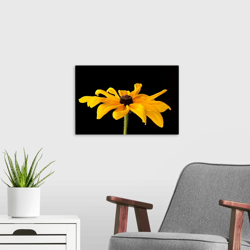 A modern room featuring Photograph of a large yellow black eyed susan bloom on a black background.