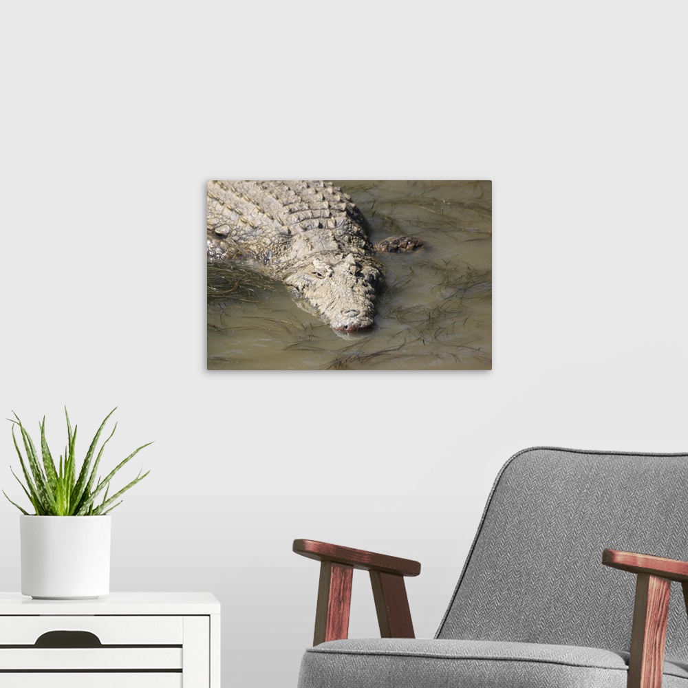A modern room featuring A crocodile, St. Lucia Wetlands, Kwa-Zulu Natal, South Africa, Africa