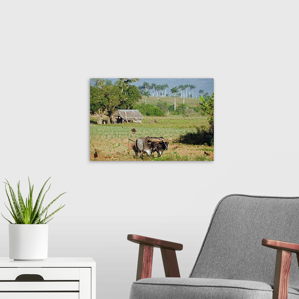 A modern room featuring A farmer ploughing his field with oxen, Vinales Valley, Cuba, West Indies