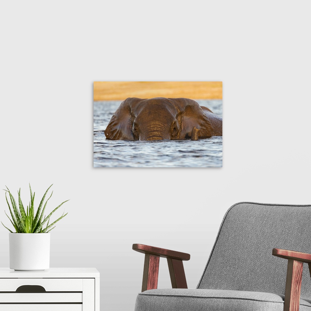 African Elephant In Water Chobe River Botswana Wall Art Canvas Prints Framed Prints Wall