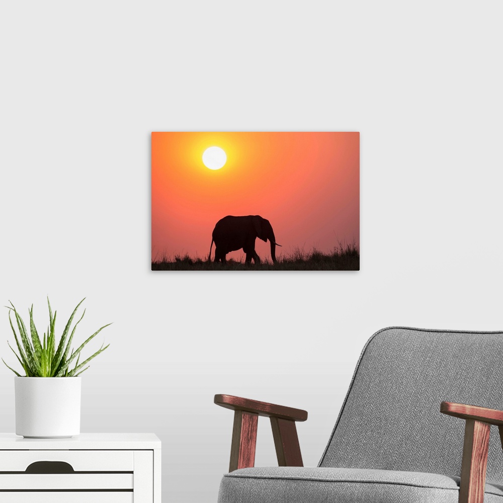 A modern room featuring African elephant (Loxodonta africana) at sunset, Botswana, Africa
