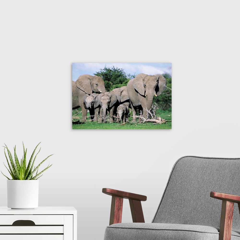 A modern room featuring African elephants, maternal group with baby, Etosha National Park, Namibia, Africa